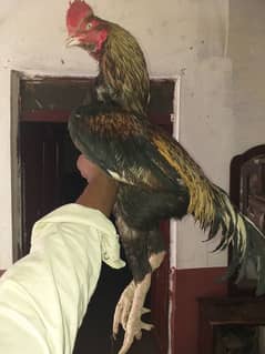 hi quality king bungum aseel breeder