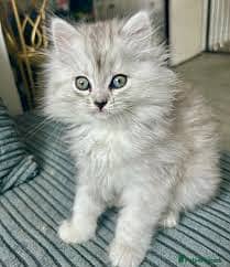 Lovely Persian Cat, Triple Coated Fur