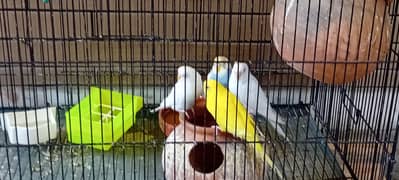 Birds for sell