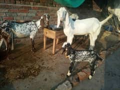 Bakra For Eid