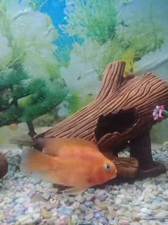 Parrot Fish