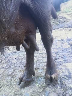buffalo for sale 03078759155