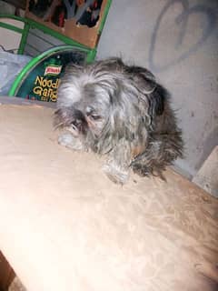 shihtzu