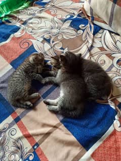 persian cats baby