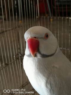 Family Parrot