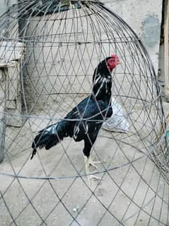 lassani patha for sale