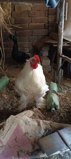White buff for sale  Only Male