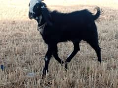 Bakra for sale
