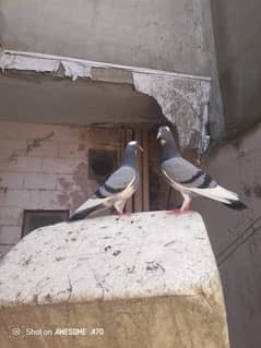 Fancy pigeons for sale