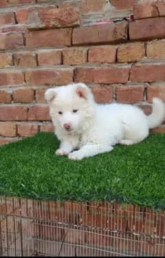 Russian puppy dog eag 2 month  0346/00/62798 WhatsApp