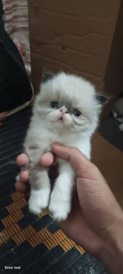PEKI FACE BLUE EYED KITTEN
