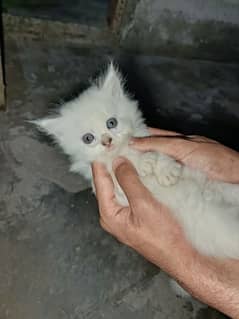 Persian kitten Blue eyes (40 days old)