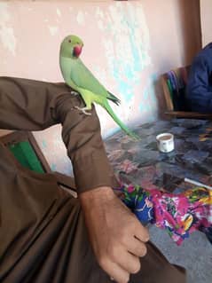 green parrot