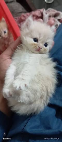 Triple coated Persian kittens fluffy