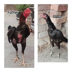 Tahi + pakoya chicks