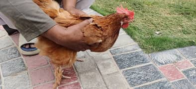 golden buff female