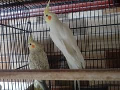 Common white Cocktail Pair for Sale. .