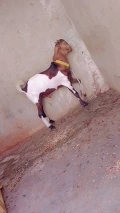 teda biredar  dabal hadi ka 03102639551