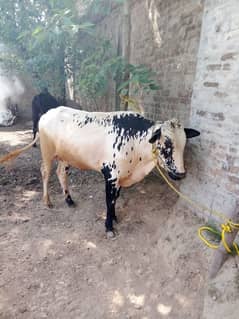 Bull