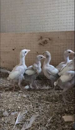 hera aseel chicks pure paper while