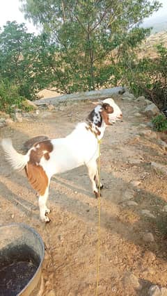 Bakra for sale