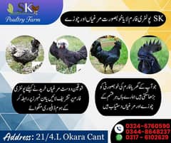 Beautiful Rare Breeds of Roosters & Hens for Sale – SK Poultry Farm