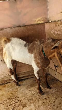 qurbani ka bakra