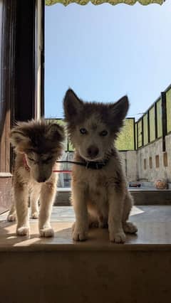 Husky wooly coat pair