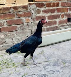 Thai Female| Ready for Breed| Black Thai Female
