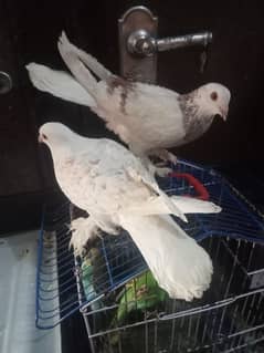 kabutar
