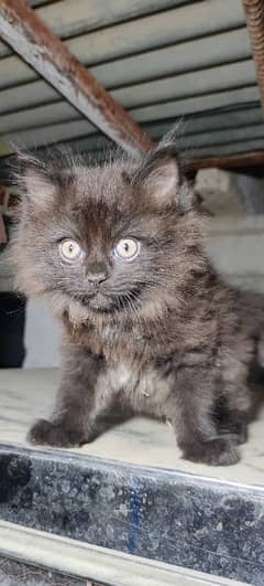 persian kitten for sale