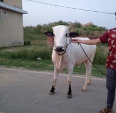 Qurbani
