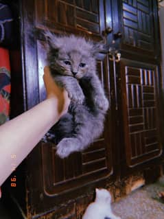 Persian kittens