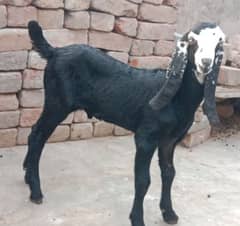 Kala daba Male bacha Goatee baby for sale