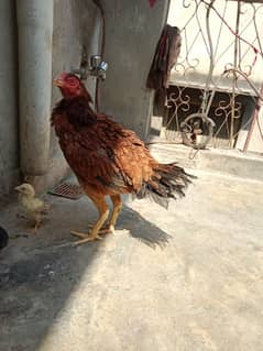 Aseel hen with chicks