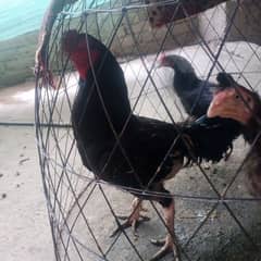 aseel
