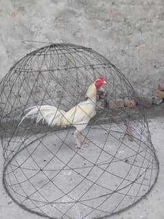 male heera female Thai cross
