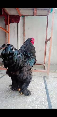 Brahmaa