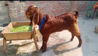 Bakra for sale urgent WhatsApp number 03267483108