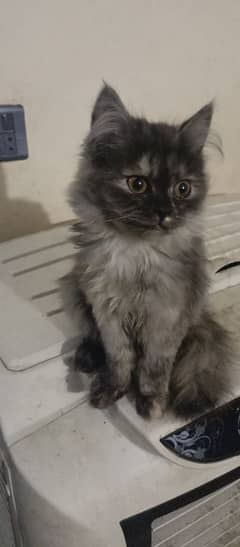 Kittens for sale