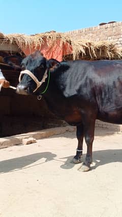 Cow