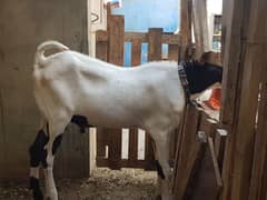 Andu bakra