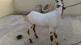2 dant bakra
