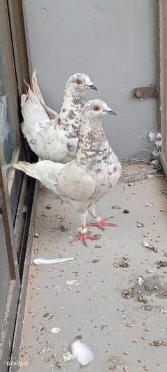 kabuter pair for sale
