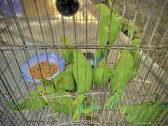 Green Parrot Full Covered Chicks