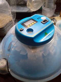 incubator for sell