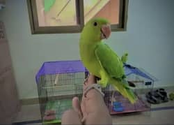Green Parrot Full Covered Chicks