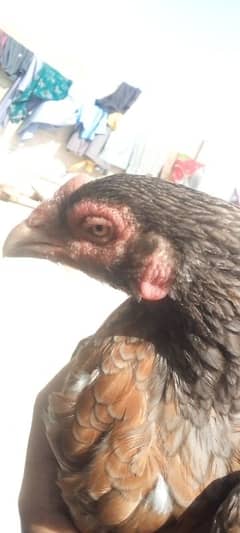 high quality aseel murgi home bred