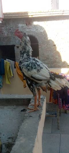 aseel murgha for sale age 1.5 years