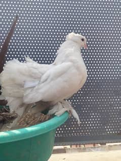 American Fantail Breeder Females